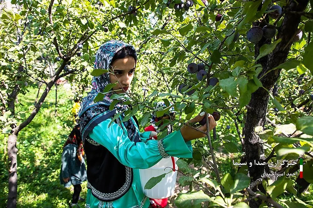آغاز برداشت بهترین آلوی ایران