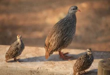 بلدرچین پرتقالی