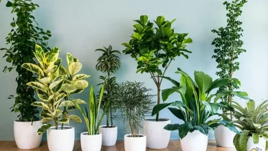 تکثیر گیاهان آپارتمانی با برگ؛ روشی خلاقانه4