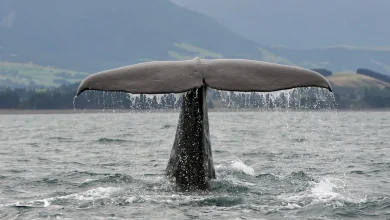 جانورانی که رکورد تولیدمثل را در اختیار دارند53