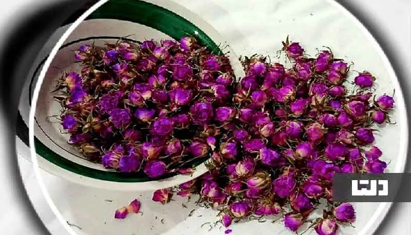 گل محمدی