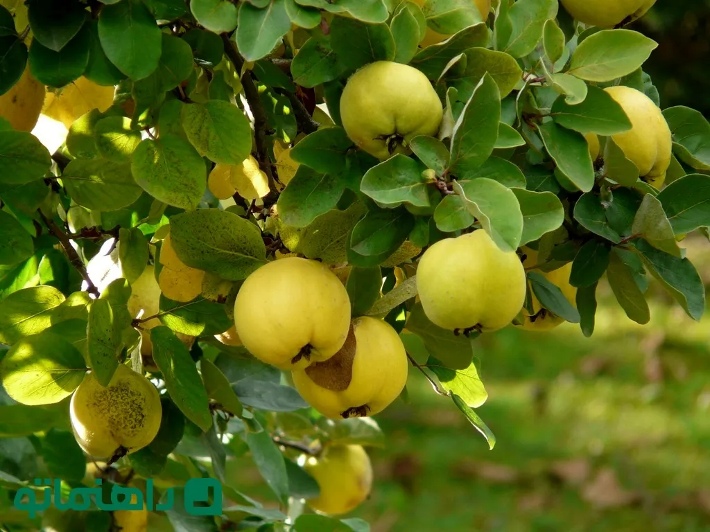 میوه به
