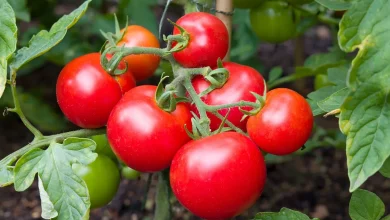 دانه‌ های این میوه بهترین آسپرین است