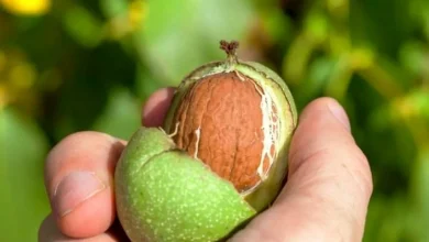 روش تشخیص گردو با کیفیت از روی پوست سبز5