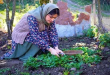 کدو حلوایی