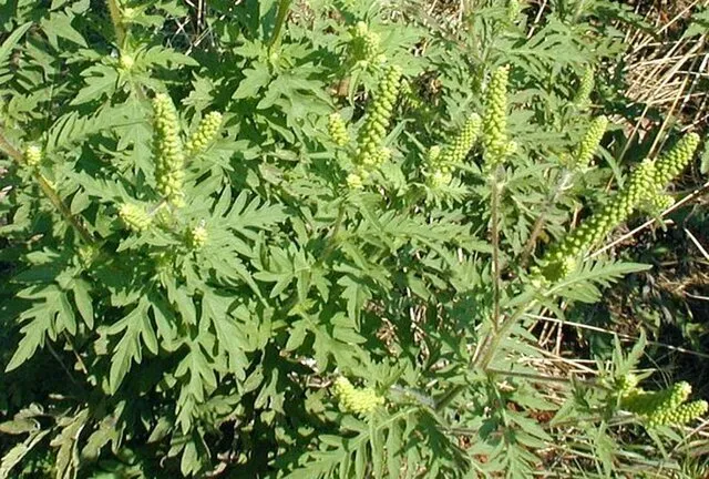 آلرژی پاییزی