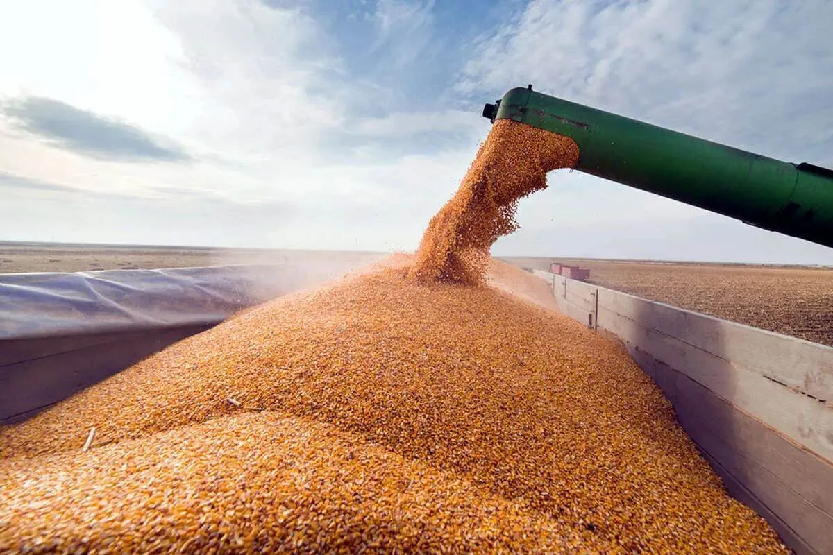 قیمت خرید تضمینی گندم برای سال ۱۴۰۴ اعلام شد