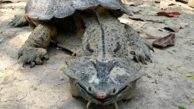 لاک پشت