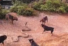 پنگوئن