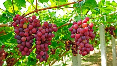 نحوه مصرف انگور برای لاغری4