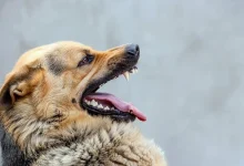 بیماری هاری