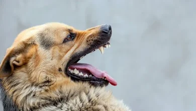 هشدار؛ فقط سگ ناقل بیماری هاری نیست