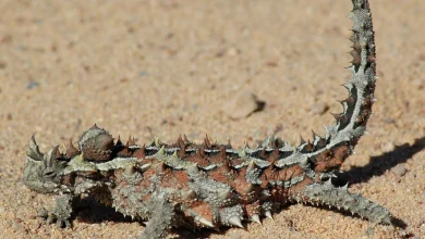 ویژگی های عجیب شیطان خاردار؛ از آب خوردن با پوست تا سر ساختگی3