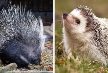 چرا نباید جوجه‌تیغی را کشت و خورد؟2