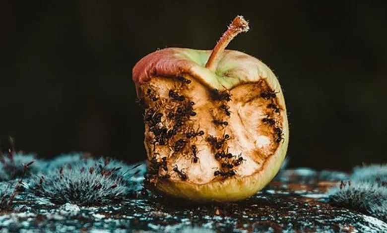 ضایعات غذایی جهان