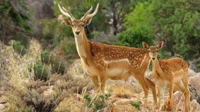 اسکی‌ باز