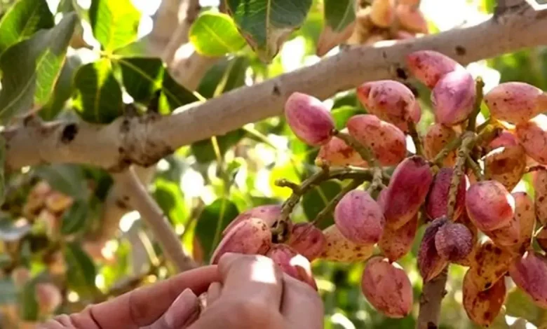 خشک کردن پسته تازه