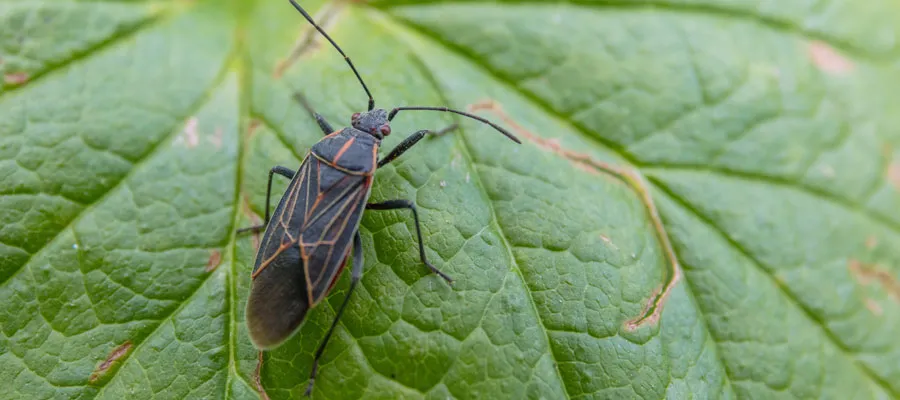 حشرات پاییزی در خانه