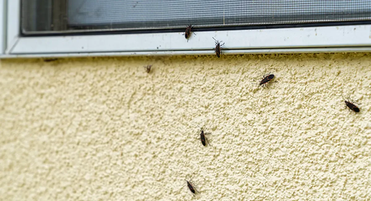 حشرات پاییزی در خانه