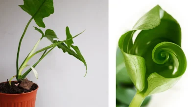 Not opening the leaves of plants