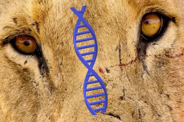 اسراری که با بررسی DNA شیرهای انسان‌خوار فاش شد