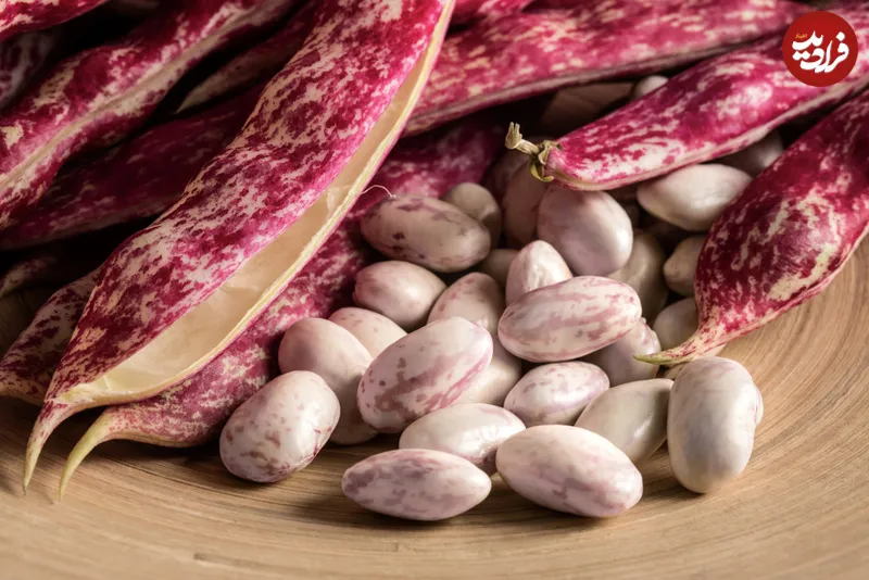 انواع لوبیا