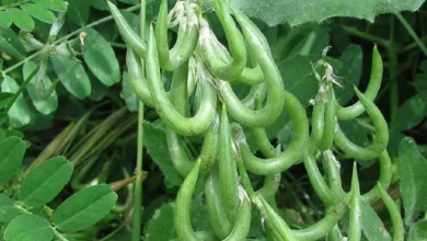 پاکسازی خون