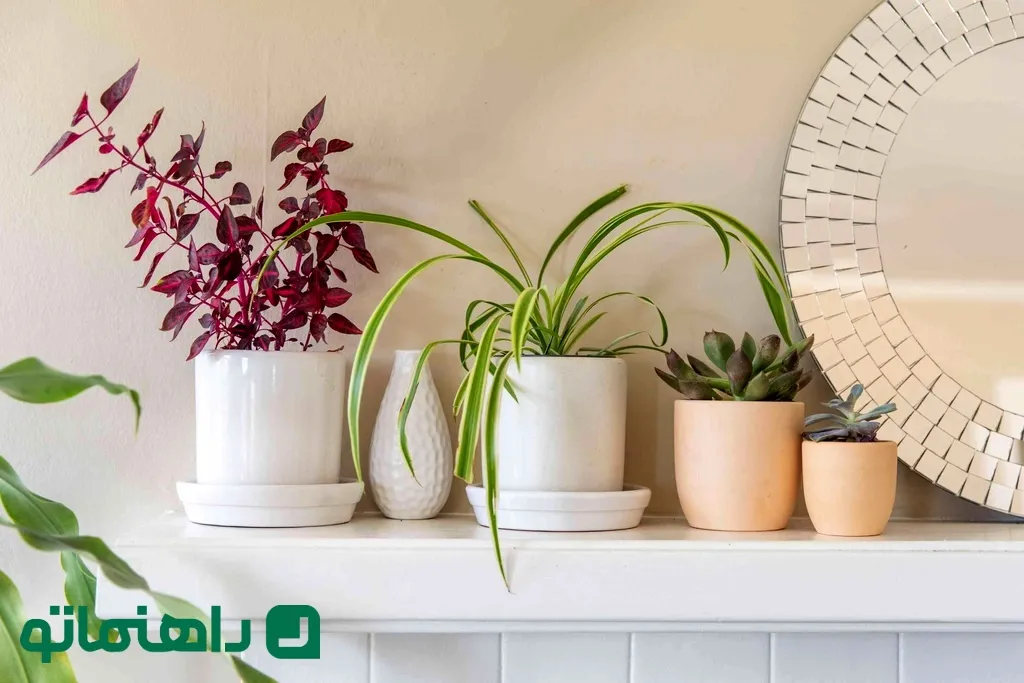 گیاهان آپارتمانی