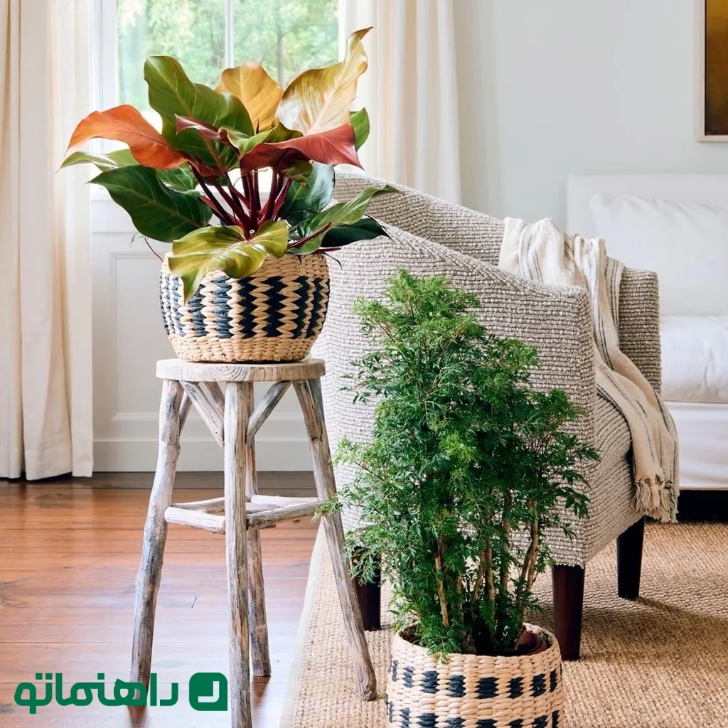 گیاهان آپارتمانی