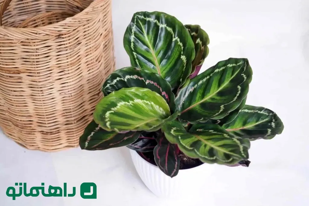 گیاهان آپارتمانی