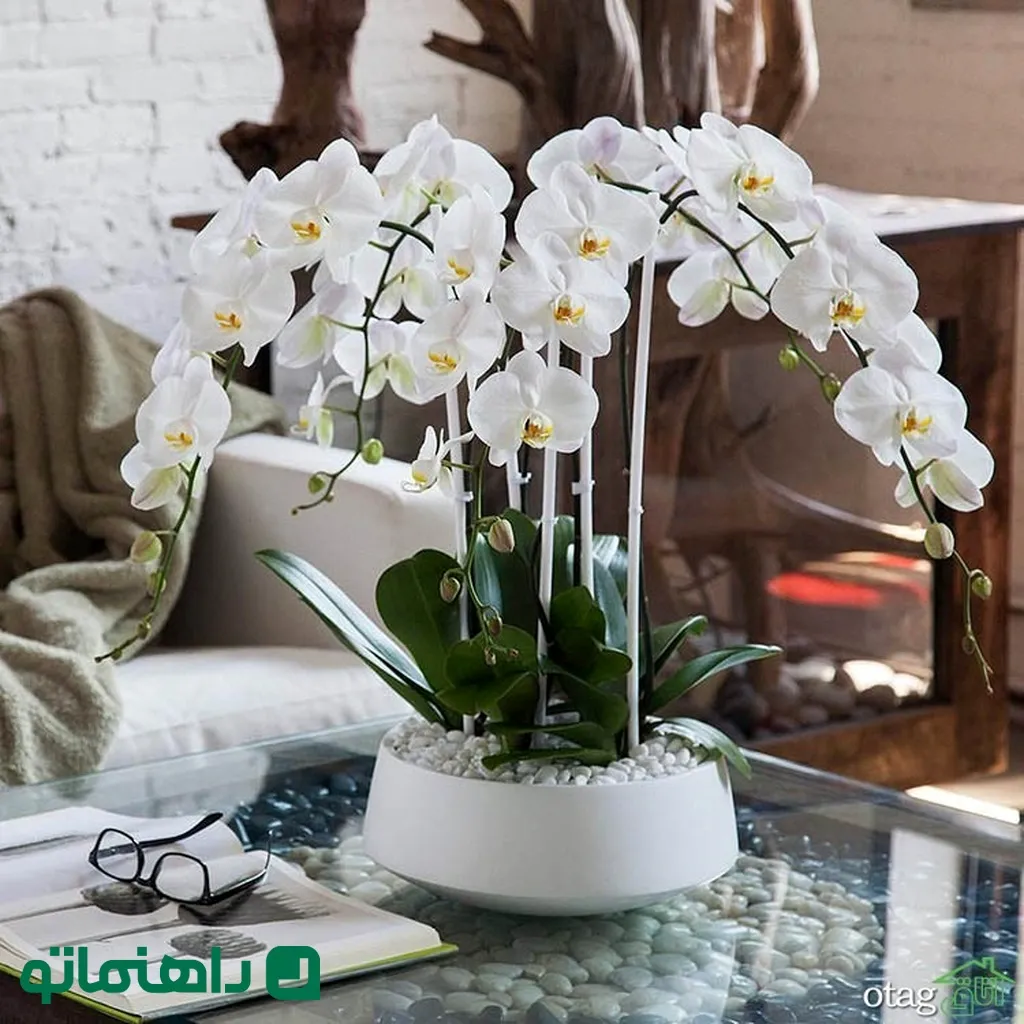 گیاهان آپارتمانی