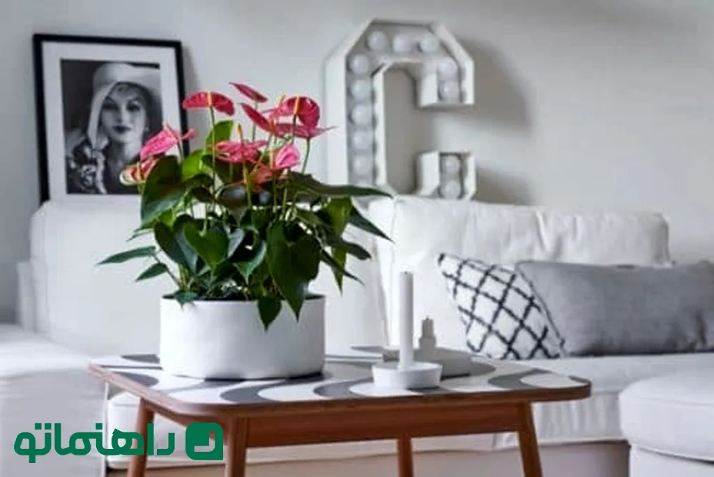 گیاهان آپارتمانی