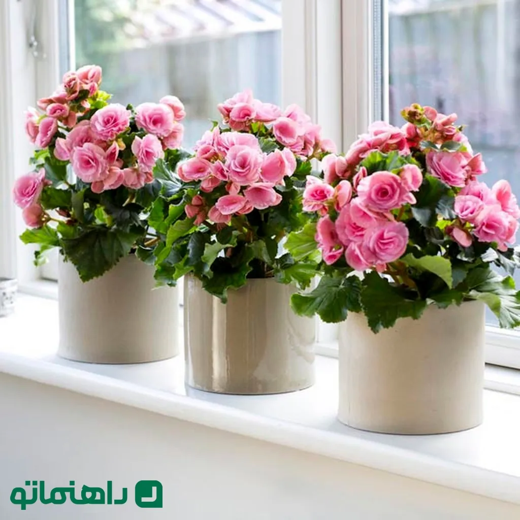 گیاهان آپارتمانی