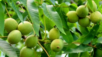 زمان آبیاری درخت گردو