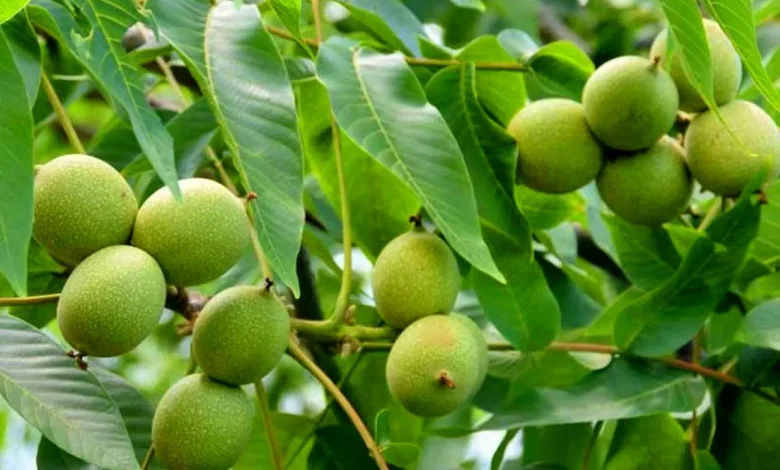 آبیاری درخت گردو