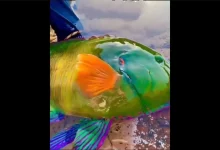 آب گوجهفرنگی