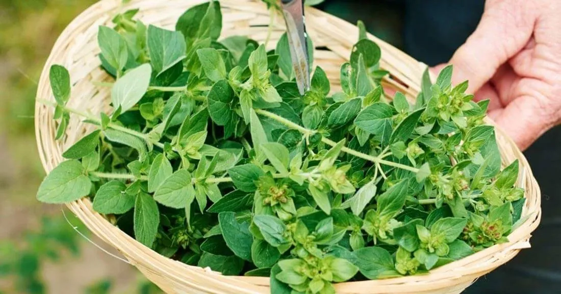 سبزی دلال