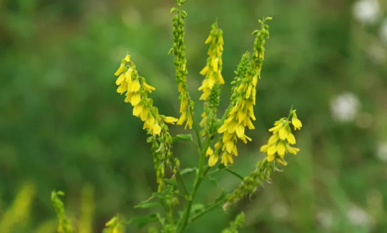 شبدر شیرین
