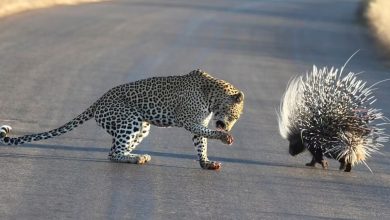 شکار جوجه تیغی توسط پلنگ