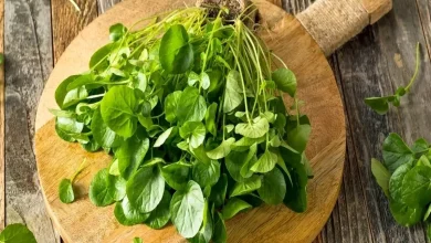 علف چشمه یا همان بولاغ اوتی11
