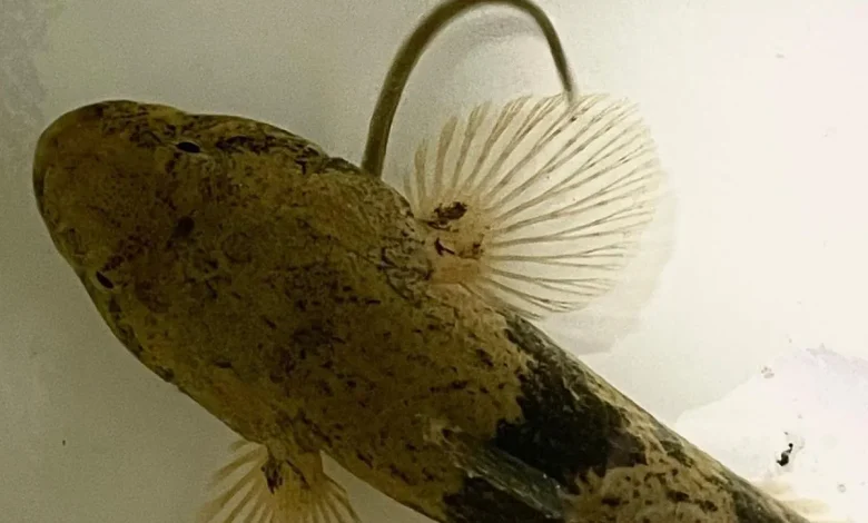 مارماهی ژاپنی
