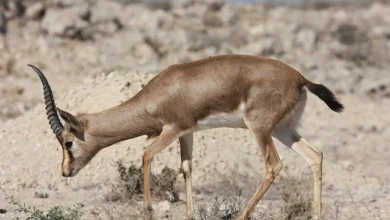 مشاهده آهوی تک‌شاخ در هرمز فیلم