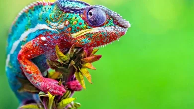 چرا آفتاب پرست ها رنگ عوض می کنند؟