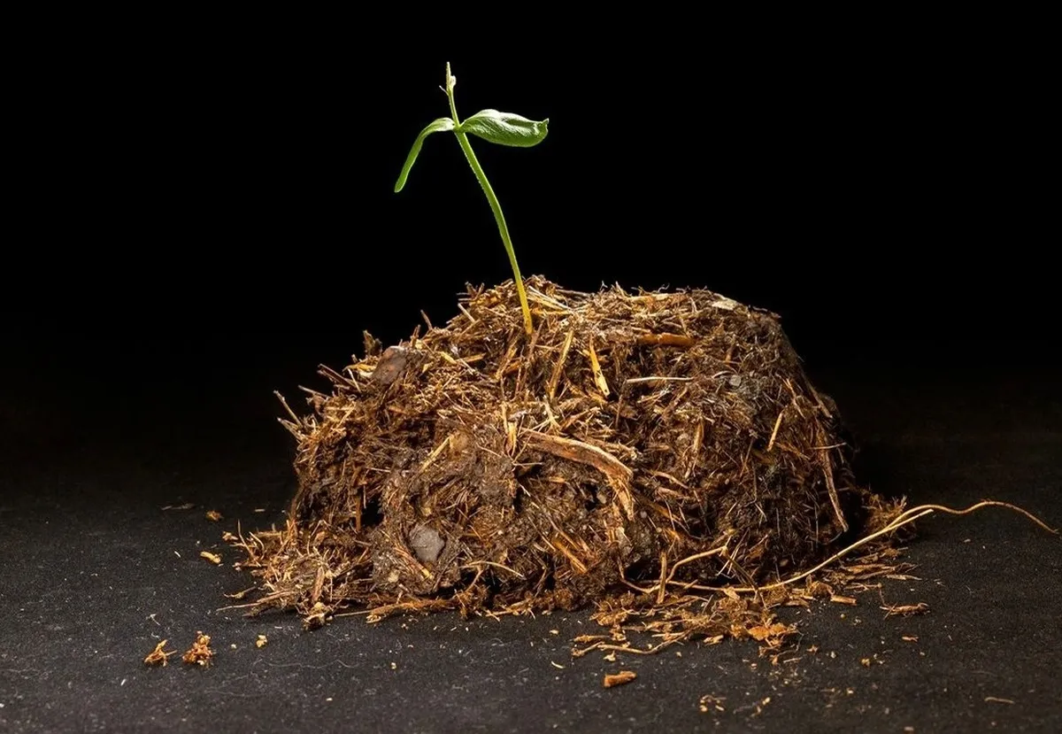 چرا بسیاری از حیوانات مدفوع می‌خورند؟