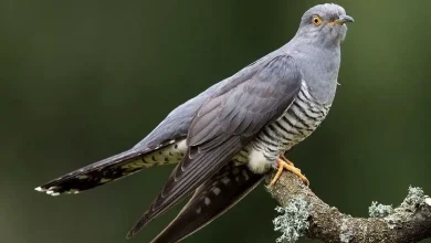 چرا فاخته تنبل‌ترین پرنده جهان شد؟ عکس 1