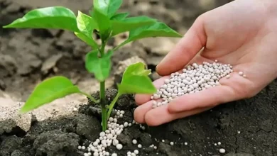 کود حیوانی بهتر است یا کود شیمیایی؟