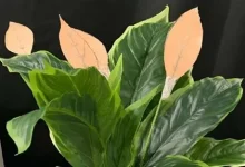 گیاه مصنوعی