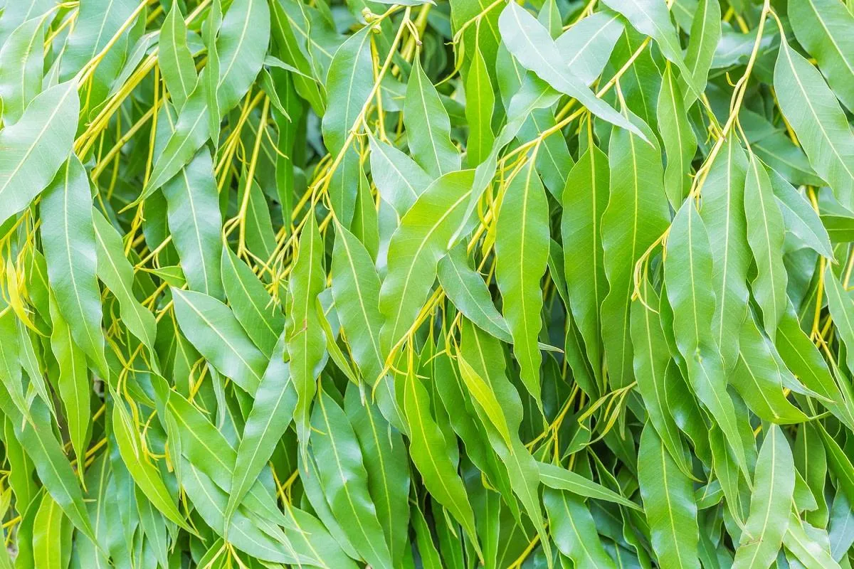 سینوزیت