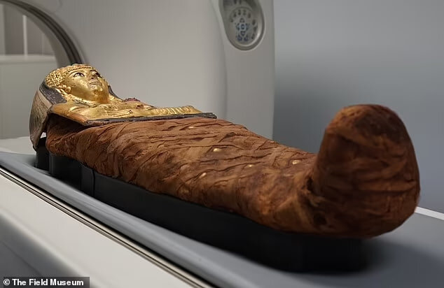 مغز