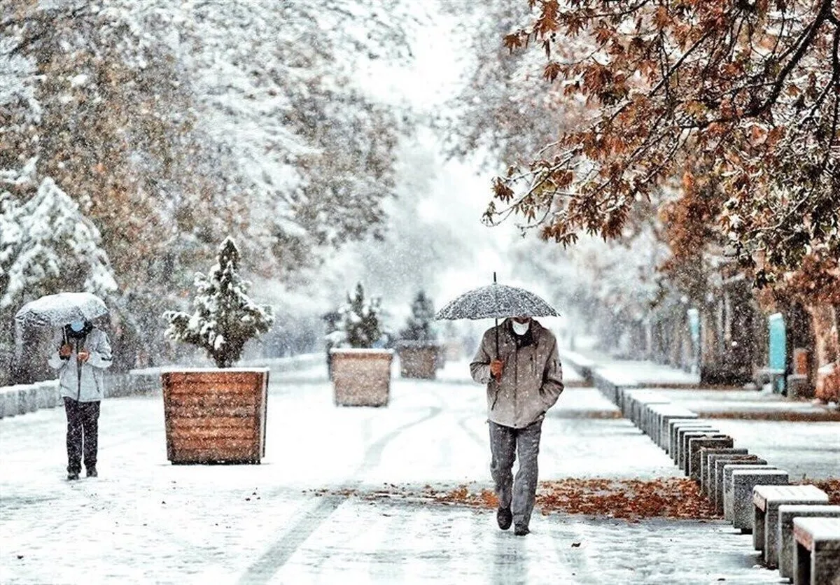 حبیب لیسانسه ها